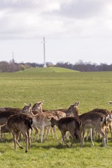 Deer in Phoenix Park - Dublin