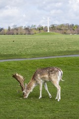 Deer in Phoenix Park - Dublin