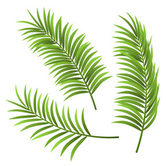 Realistic palm tree leaf set illustration, isolated on white. For exotic and summer frame, background or design.