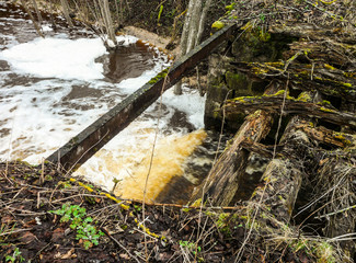 Early spring in the forest.