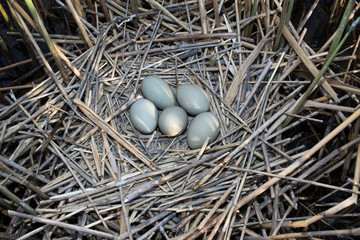 Bittern (Botaurus stellaris).