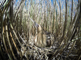 Bittern (Botaurus stellaris).