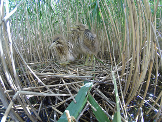 Bittern (Botaurus stellaris).