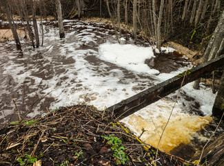 Obraz premium Early spring in the forest.