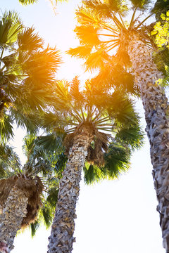 Palm trees at sunset light. Vertical photography