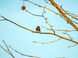 Phylloscopus trochilus, willow warbler perching on a sycamore tree on wintertime