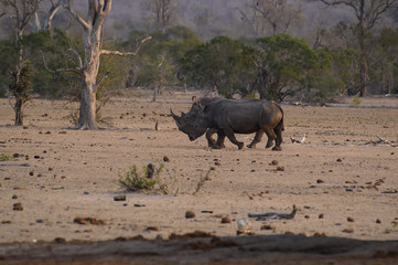 Fototapeta premium Pair of Rhino, Rhinoceros, walking to water hole in late afternoon sun, Kruger National Park, South Africa