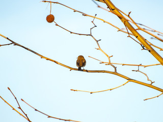 Phylloscopus trochilus, willow warbler perching on a sycamore tree on wintertime