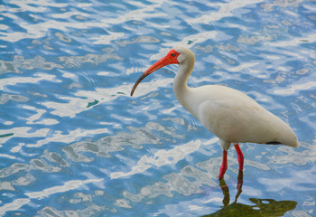 American White Ibis (Eudocimus albus) feeding in the water