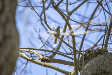 Blue Tit (Cyanistes caeruleus)