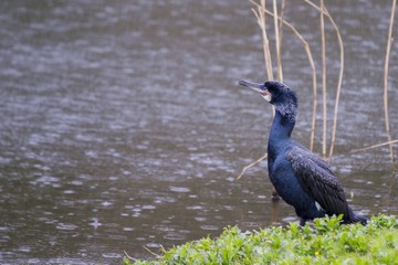 Cormorant (Phalacrocoracidae)