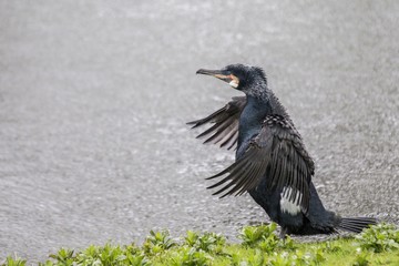 Cormorant (Phalacrocoracidae)