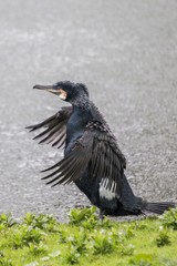 Cormorant (Phalacrocoracidae)