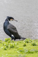 Fototapeta premium Cormorant (Phalacrocoracidae)