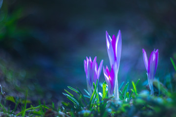 Фиолетовые крокусы в лесу