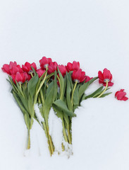 Tulips in snow