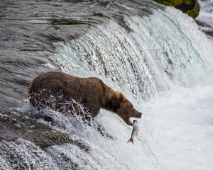 Grizzly Bear Catching a Jumping Salmon Fish in its Mouth