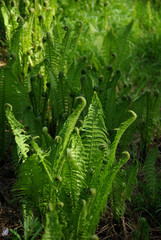 Jeunes fougères au printemps au jardin