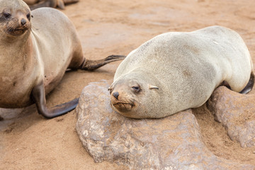 Seal