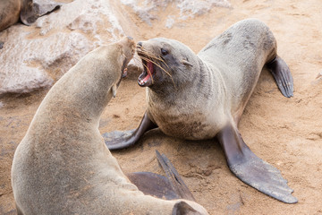 Seal
