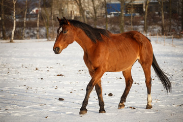 Photo of horse in winter on pasture