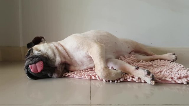 Close-up face of Cute pug puppy dog sleeping by chin and tongue lay down on mat floor