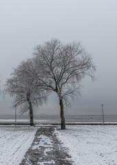 Frozen trees and Baltic sea