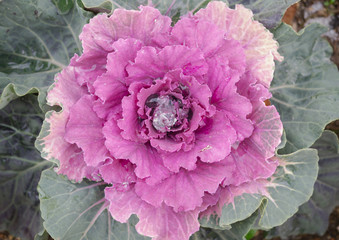 Purple cabbage
