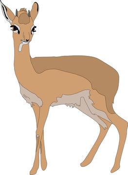 Portrait of a  damara dik dik, standing, hand drawn vector illustration isolated on white background