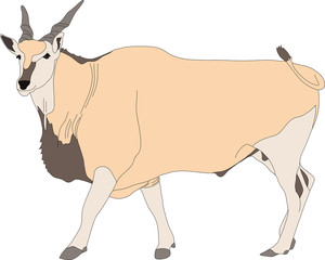 Portrait of a common eland antelope, standing, hand drawn vector illustration isolated on white background