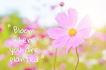 Inspiration quote : Bloom where you are planted