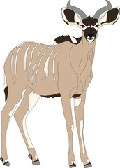 Portrait of a greater kudu antelope, hand drawn vector illustration isolated on white background