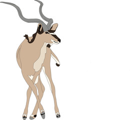 Portrait of a greater kudu antelope, hand drawn vector illustration isolated on white background