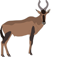Portrait of a red hartebeest antelope, hand drawn vector illustration isolated on white background