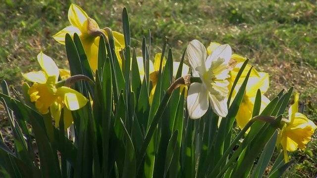 Ein weiße und viele gelbe Narzissenblüten im warmen Gegenlicht der späten Nachmittagssonne