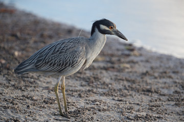 Yellow-crowned night heron