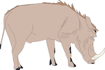 Portrait of a standing warthog, hand drawn vector illustration isolated on white background