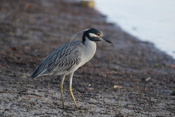 Yellow-crowned night heron