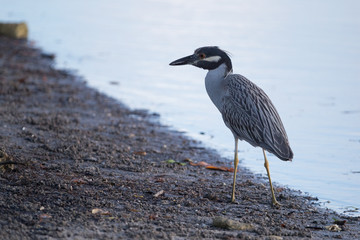Yellow-crowned night heron