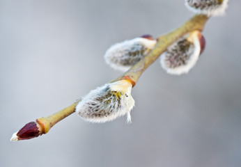 Pussy-willow in spring sunny day, close up