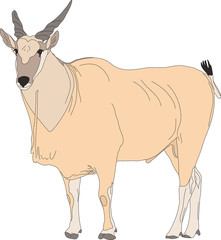 Portrait of a common eland antelope, standing, hand drawn vector illustration isolated on white background