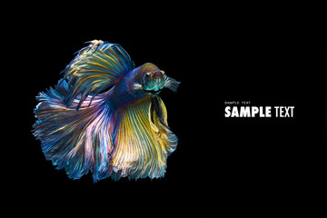 Obraz premium Betta fish thailand