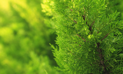 Pine tree cloeup shot - background