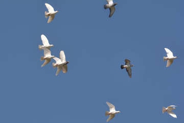 Tauben üben Formationsflug