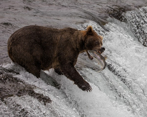 Grizzly Bear with Perfect Timing for Catching fish 