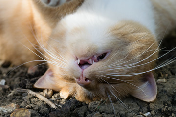 Mouth fallen opening of a snoring sleeping domestic cat