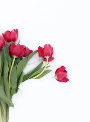 tulips in snow