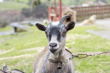Obraz premium Goat