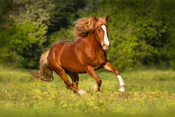 Red beautiful horse with long mane run in green pasture