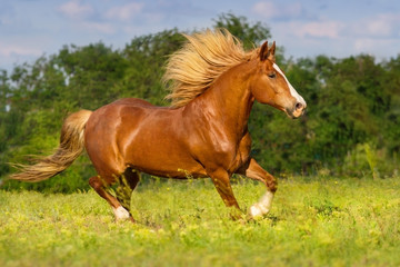 Naklejka na ściany i meble Red beautiful horse with long mane run in green pasture